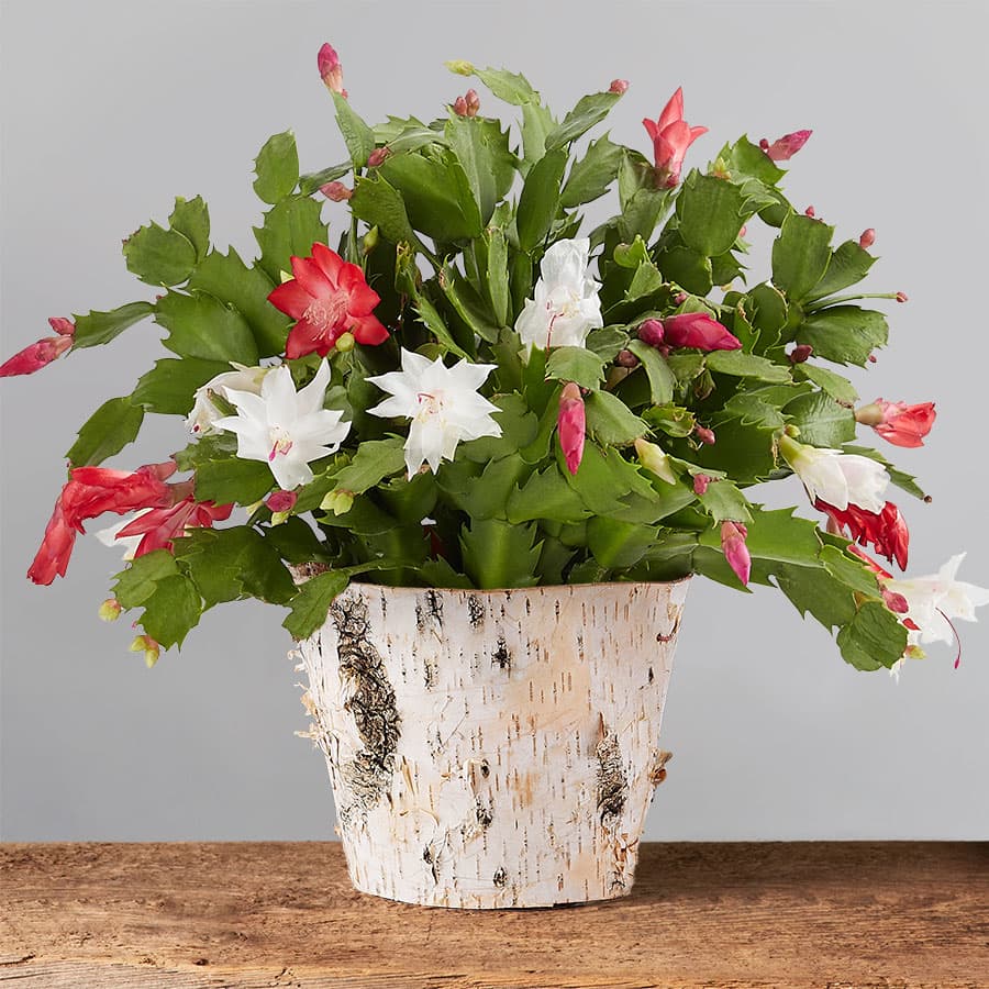 red and white christmas cactus in a birch container