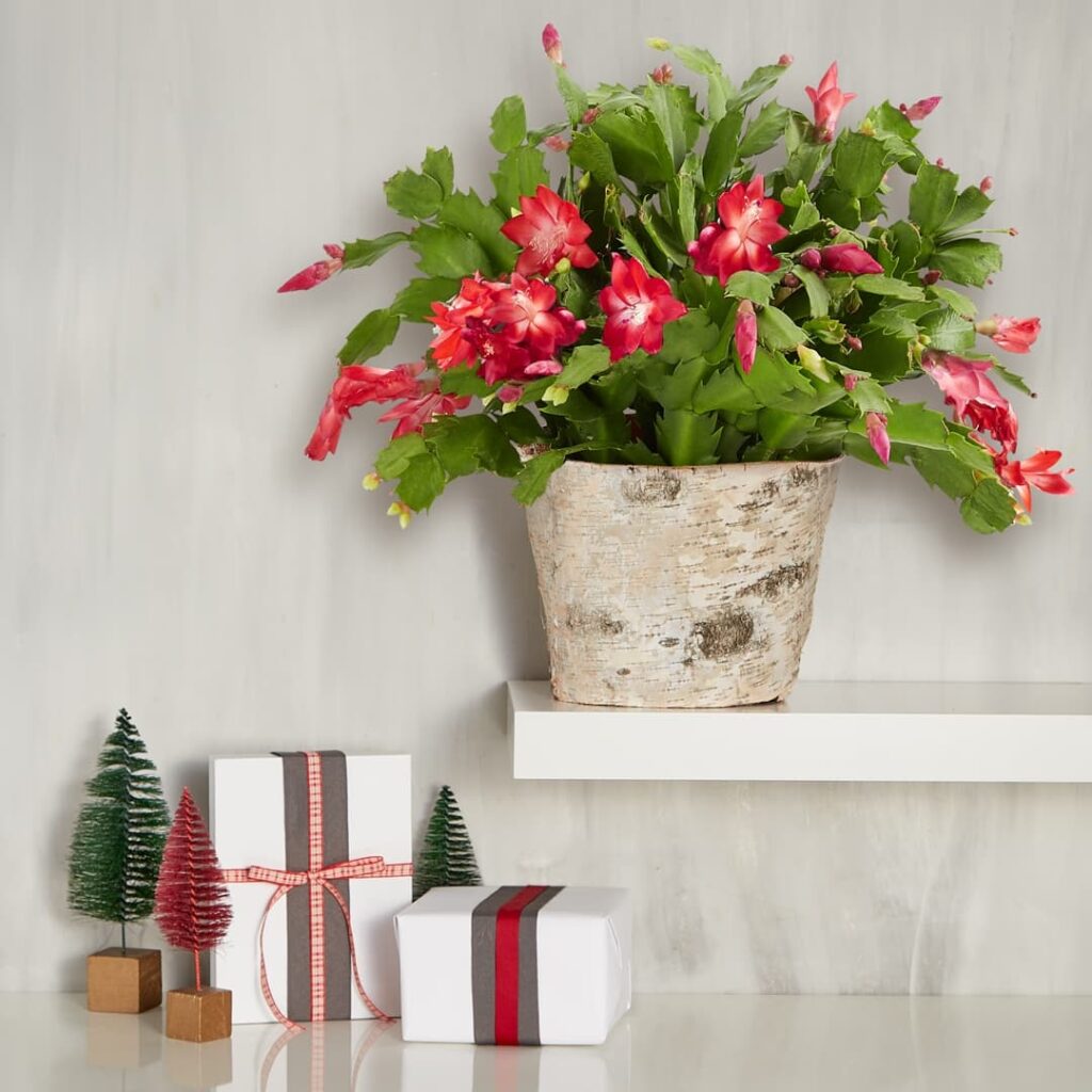 Watering a cactus red christmas cactus in white birch container on shelf
