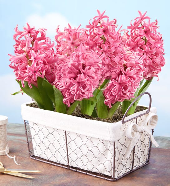 Heavenly Hyacinth Bulbs