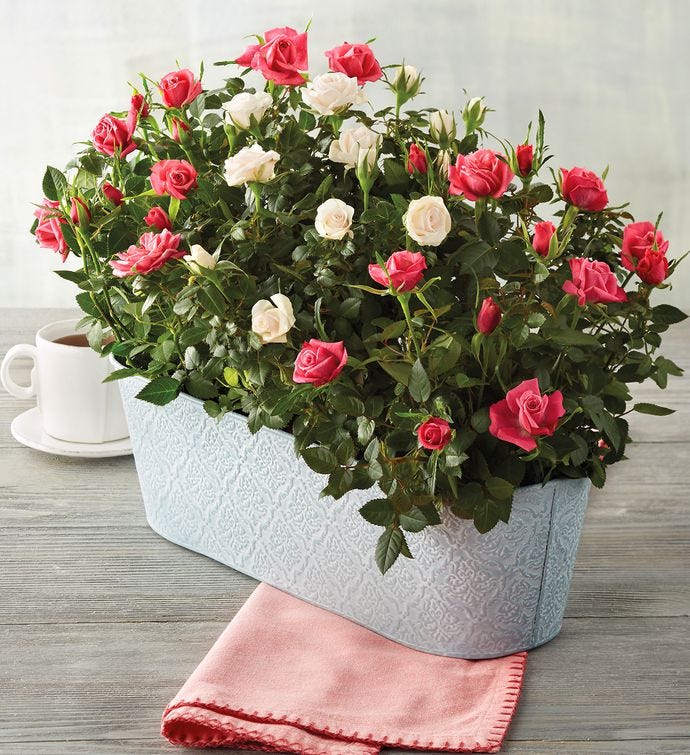 Mini rose plant Mini rose plant