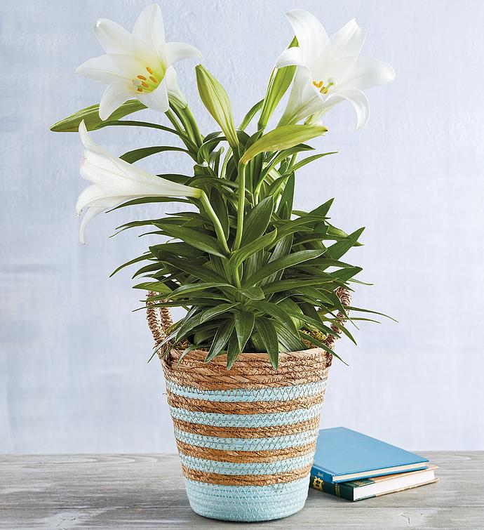 Easter Lilies