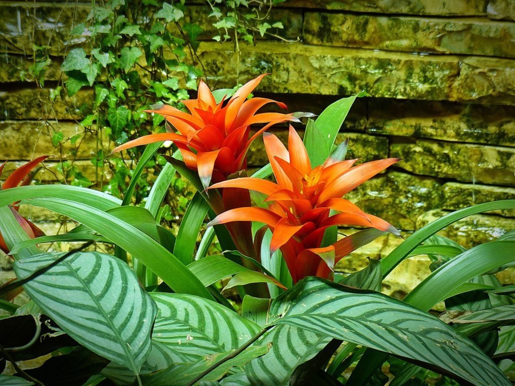 Potted Bromeliads