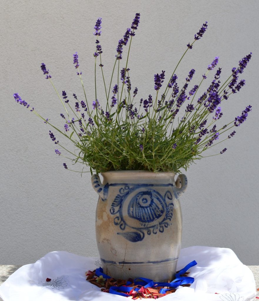 Lavender Lavender