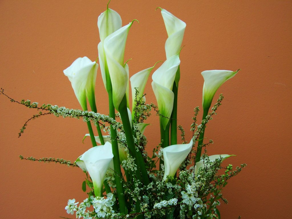 Calla Lilies Calla Lilies