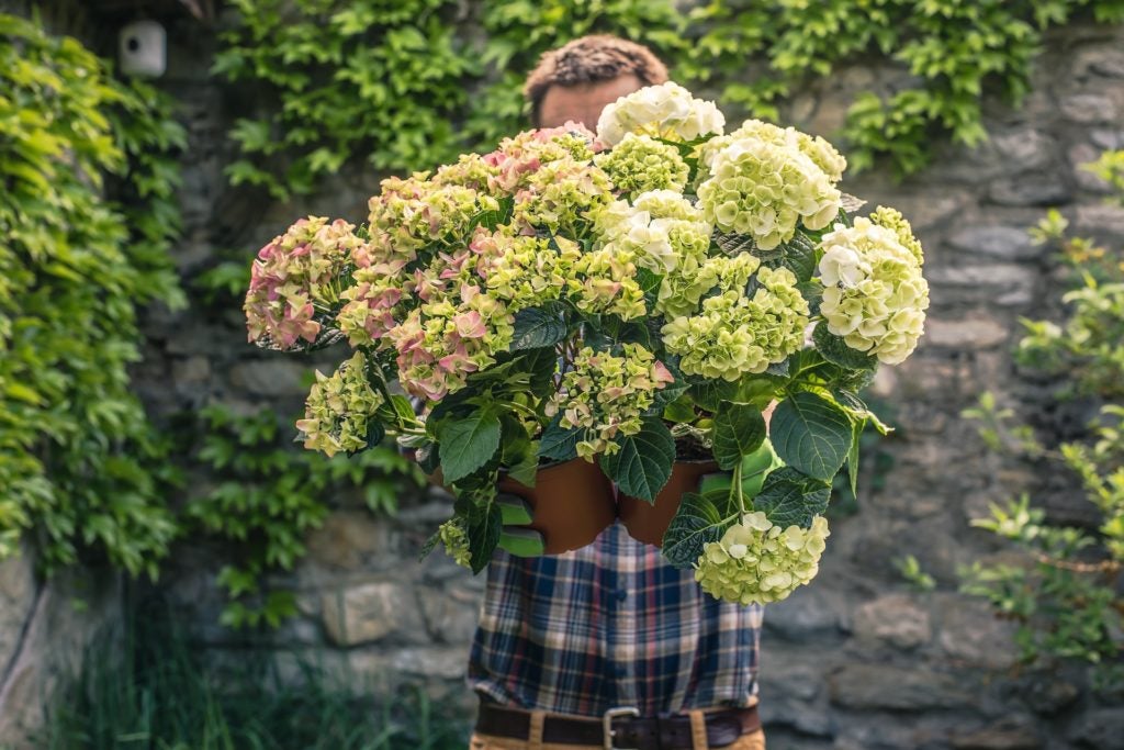 Bigleaf Hydrangeas Bigleaf Hydrangeas