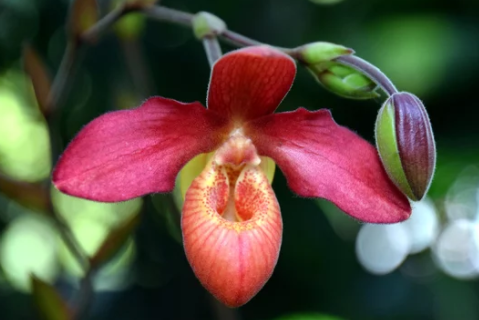 Moth Orchid blooming Moth Orchid blooming
