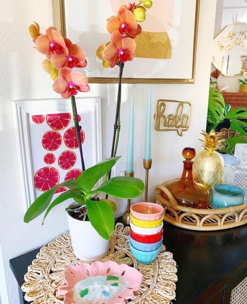 How to Get Moth Orchids to Rebloom in Four Steps How to Get Moth Orchids to Rebloom in Four Steps