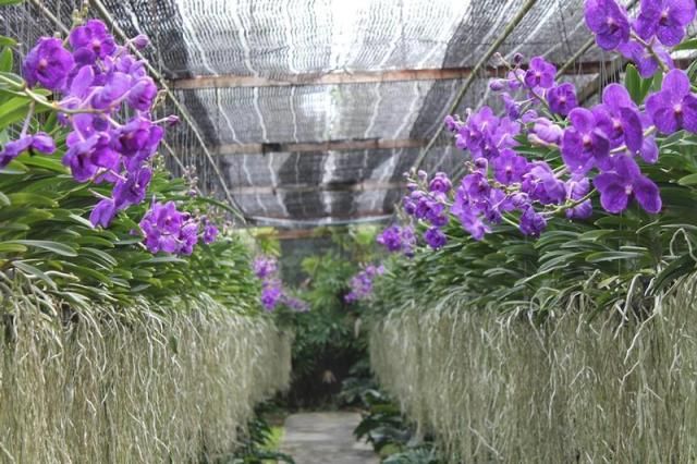 Orchids growing