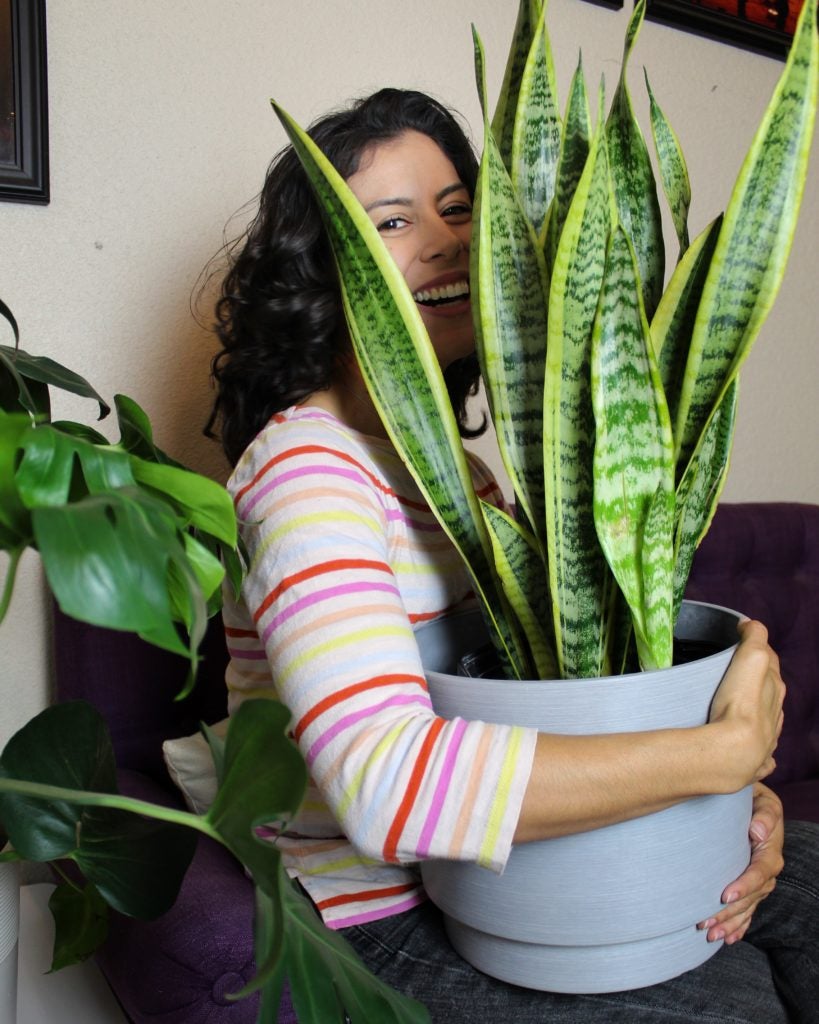 SNAKE PLANT (SANSEVIERIA) and DIEFFENBACHIA PLANT (DUMB CANE)