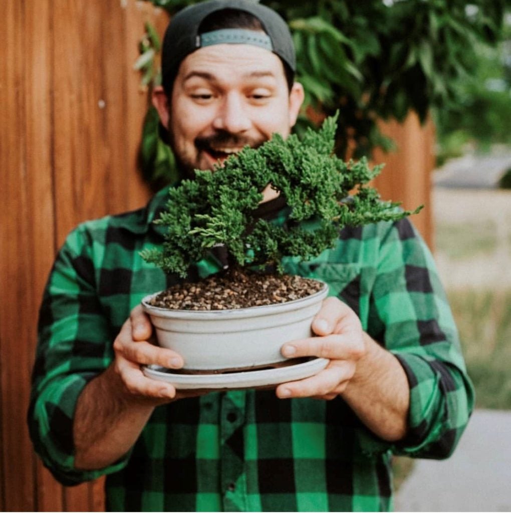 JUNIPER BONSAI JUNIPER BONSAI