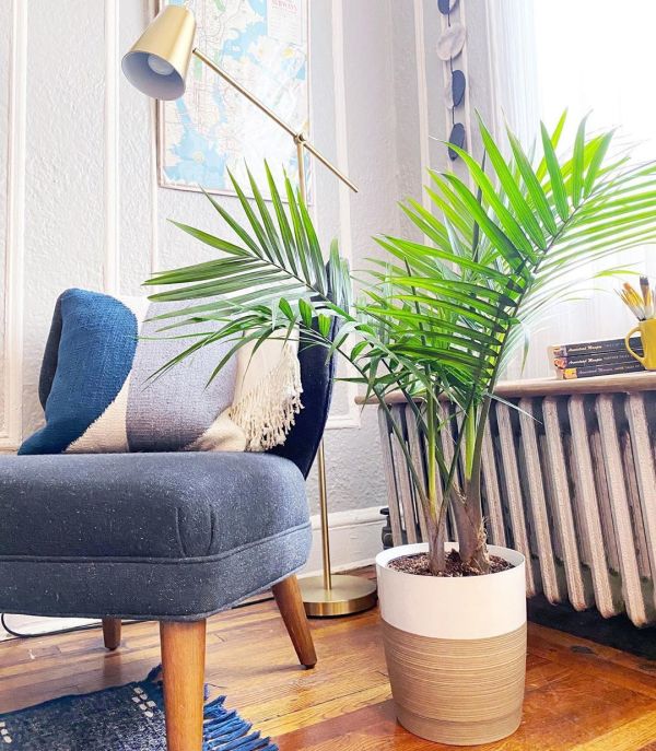 MAJESTY PALM FLOOR PLANT MAJESTY PALM FLOOR PLANT