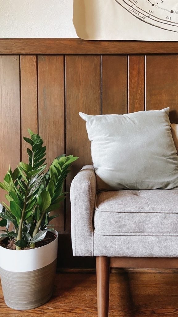 ZZ PLANT (ZAMIOCULCAS ZAMIIFOLIA) ZZ PLANT (ZAMIOCULCAS ZAMIIFOLIA)