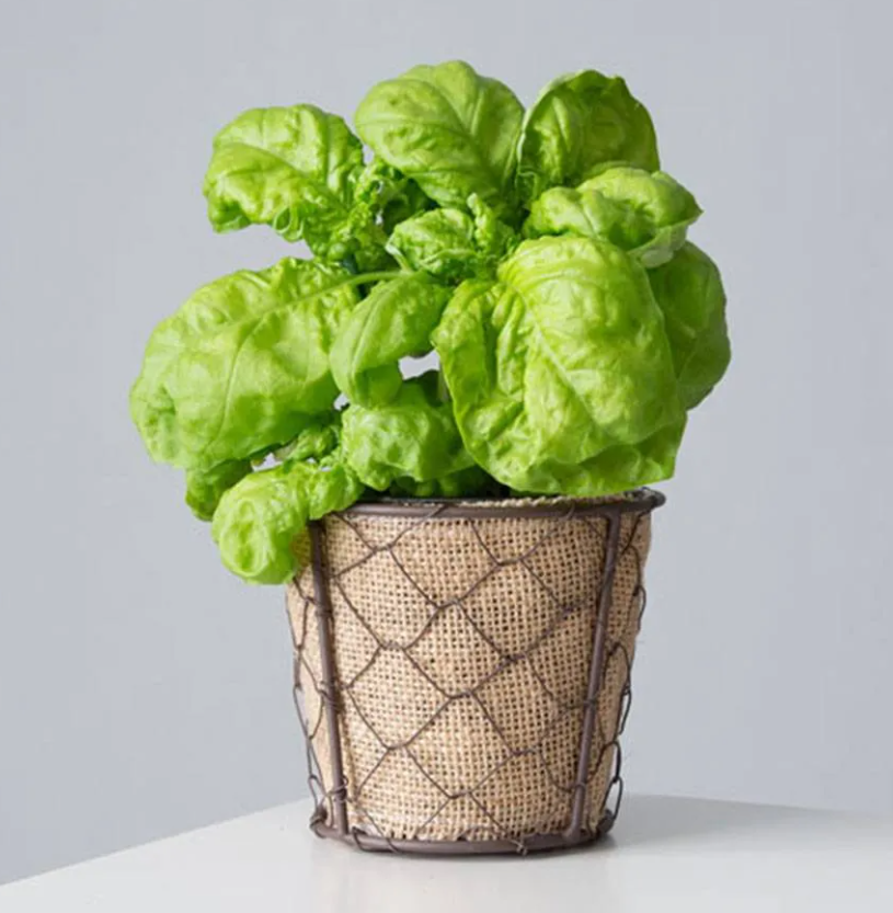 BASIL PLANT BASIL PLANT