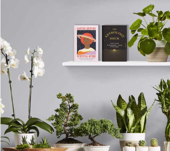 The Household Plant You Should Own, Based On Your Sun Sign