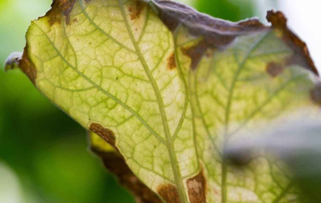 Leaf in improper temperature