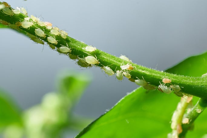 Aphids on a plant stem.