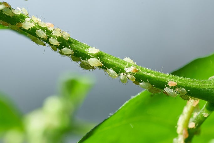 Aphids on a plant stem. Aphids on a plant stem.