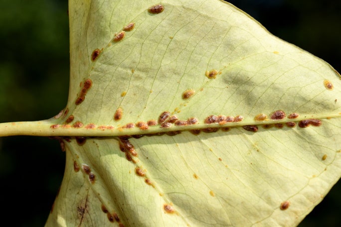 Armored Scale at all life stages on Syngonium leaf.