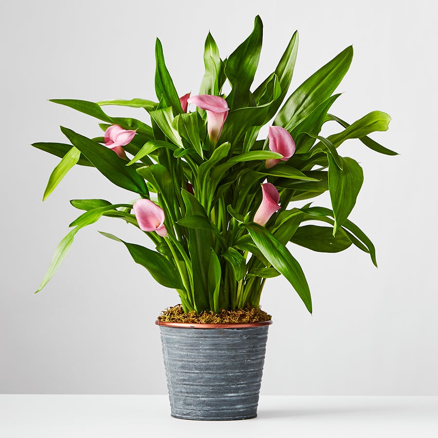 PINK CALLA BLOOMING PLANT