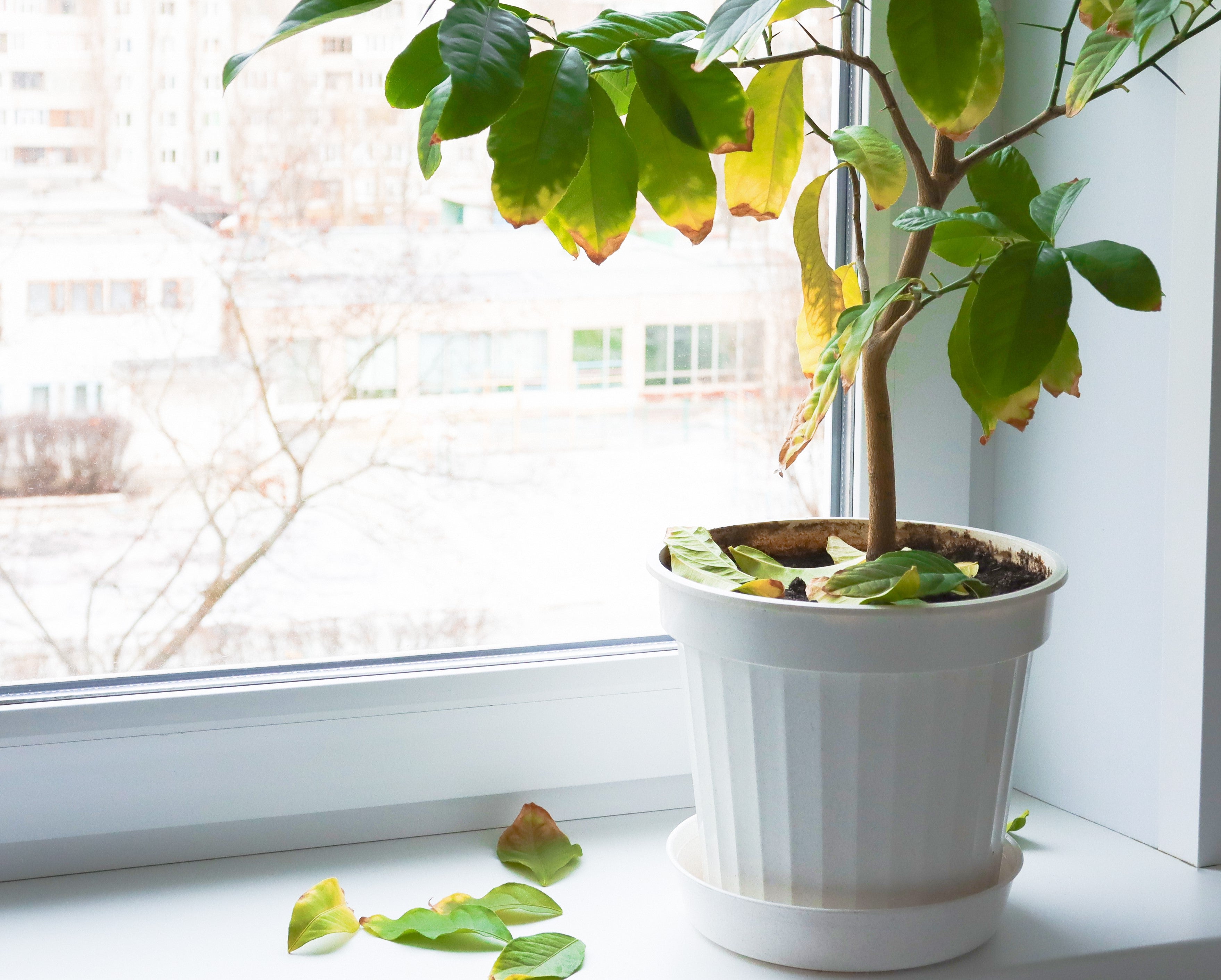 Leaf drop due to improper humidity Leaf drop due to improper humidity