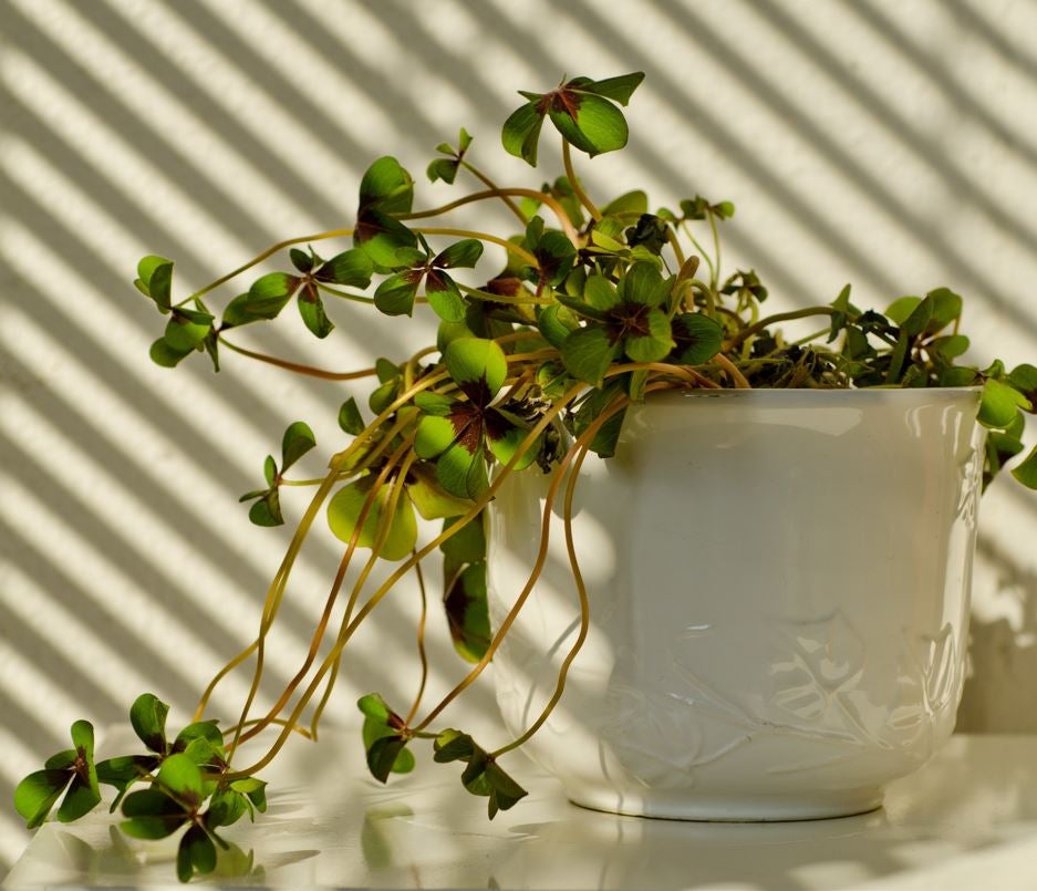 Stems leaning toward sunlight Stems leaning toward sunlight