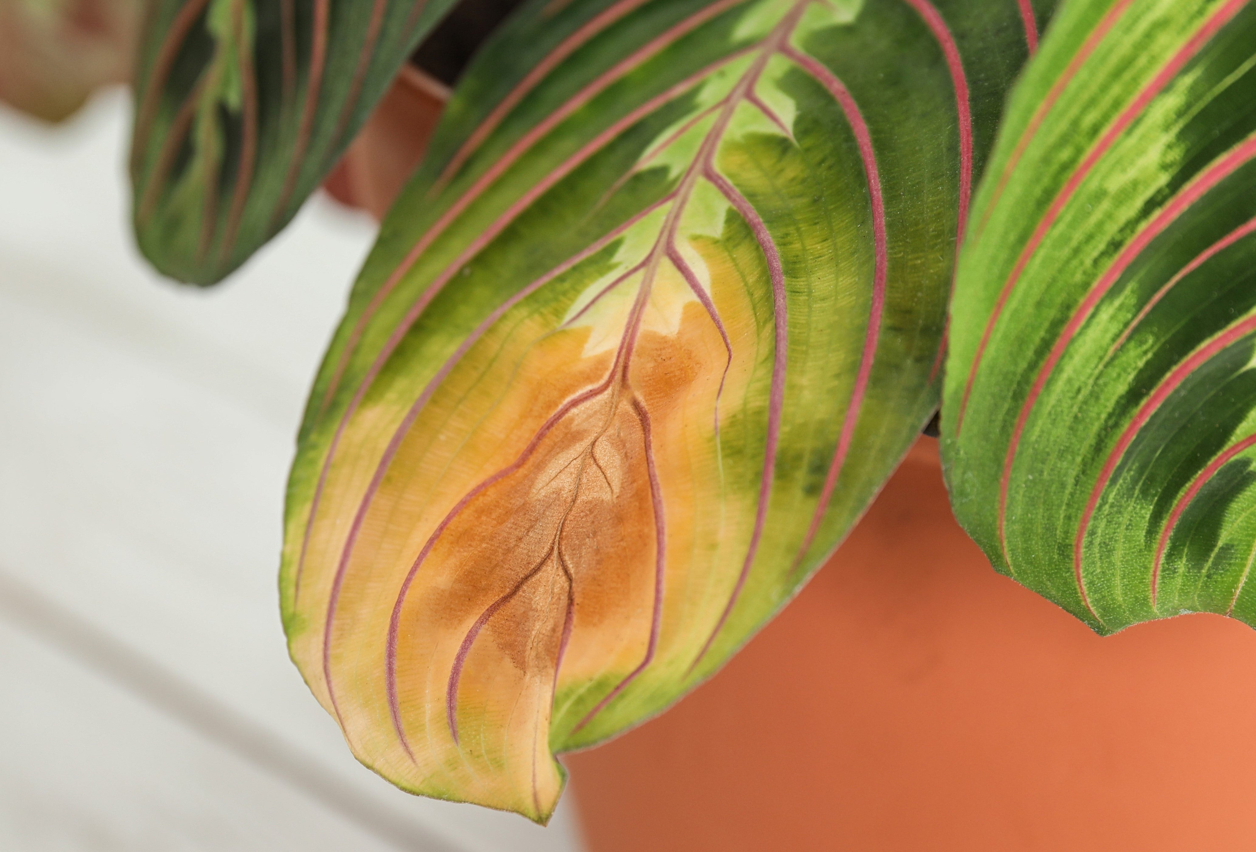 Home plant with fertilizer-burn Home plant with fertilizer-burn