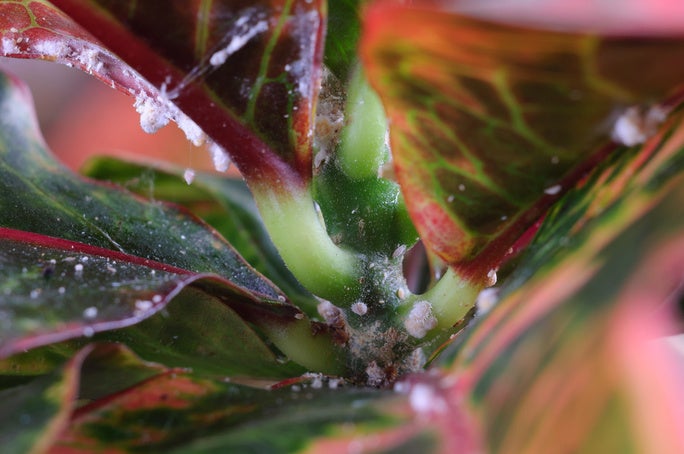 Mealybugs on croton.