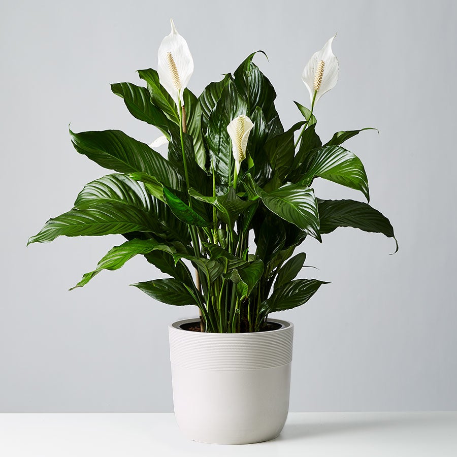 PEACE LILY PLANT (SPATHIPHYLLUM)