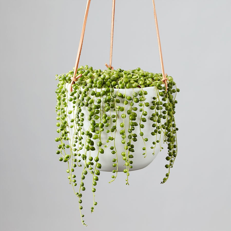 STRING OF PEARLS HANGING SUCCULENT PLANT
