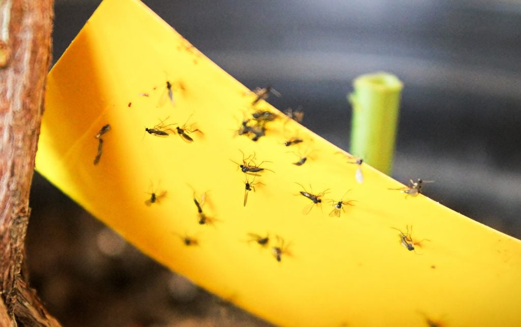 Closeup of fungus gnats being stuck to yellow sticky tape.