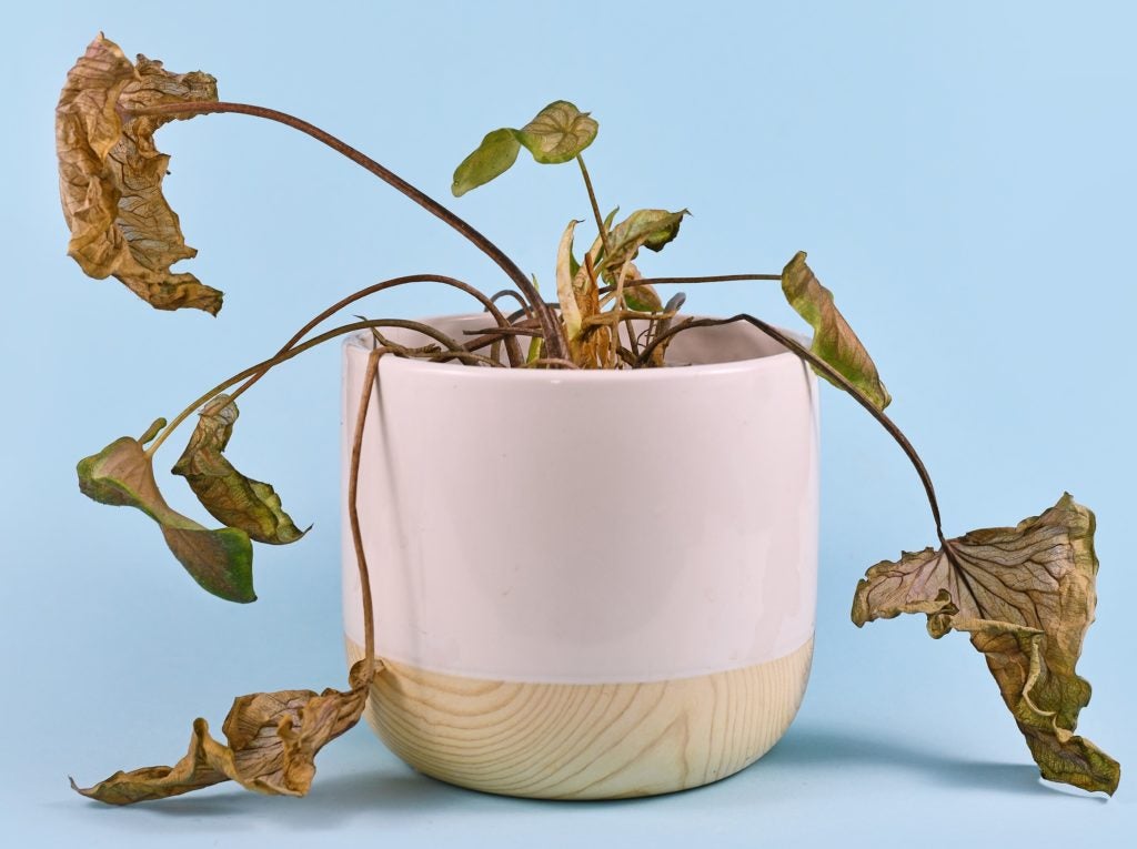Overwatered plant Overwatered plant