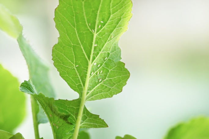 Whiteflies on the back of a leaf. Whiteflies on the back of a leaf.