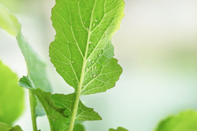 Whiteflies on the back of a leaf.