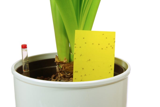 Yellow Sticky Trap with fungus gnats. Yellow Sticky Trap with fungus gnats.