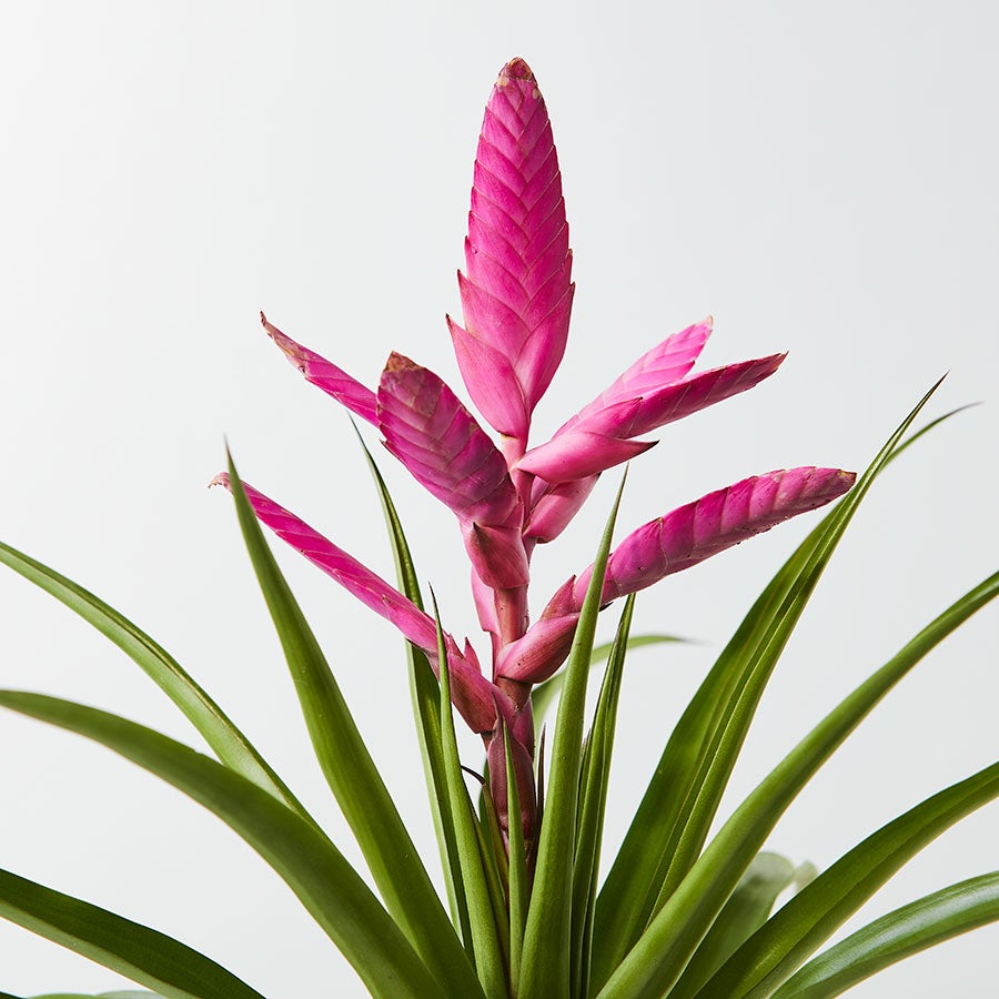 Closeup of a Bromeliad Antonio 