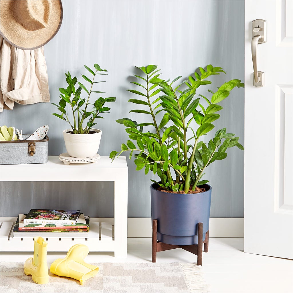 The ZZ Plant (Zamioculcas Zamiifolia) and ZZ Floor Plant