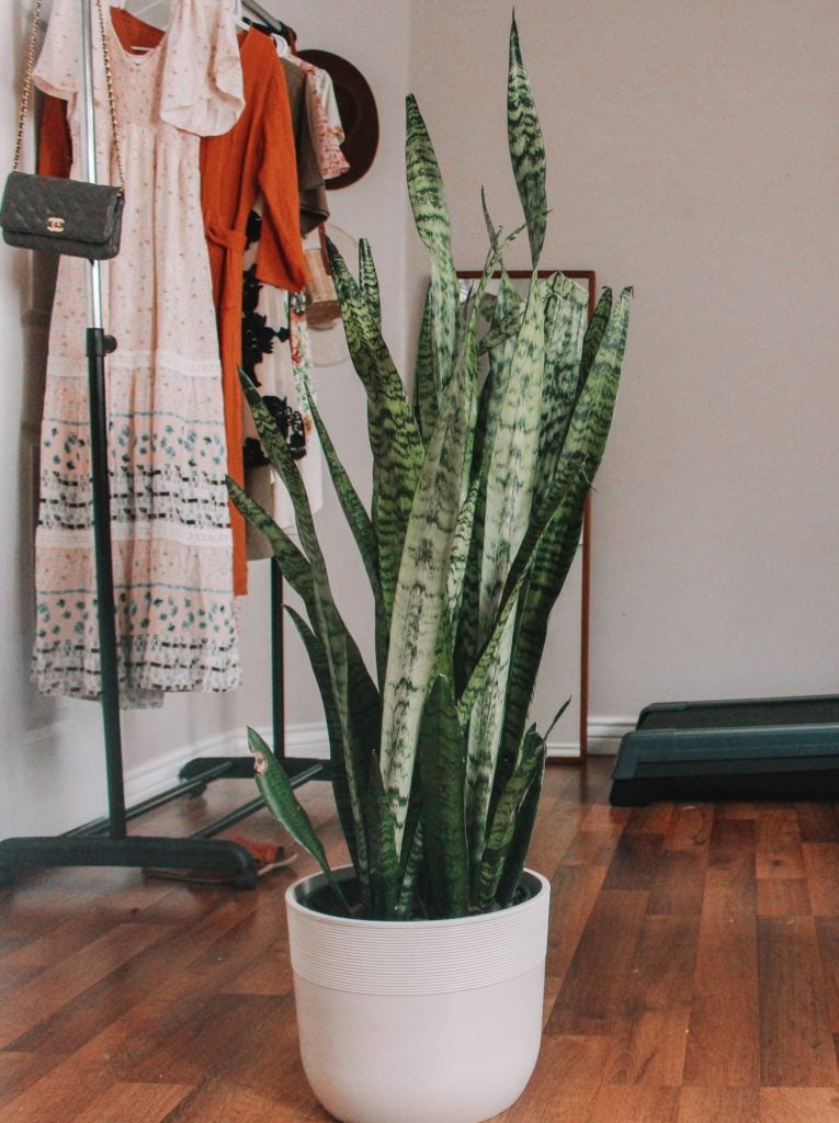 An absolute favorite low maintenance indoor plants by everyone at plants.com, Sansevieria (Snake Plant) An absolute favorite low maintenance indoor plants by everyone at plants.com