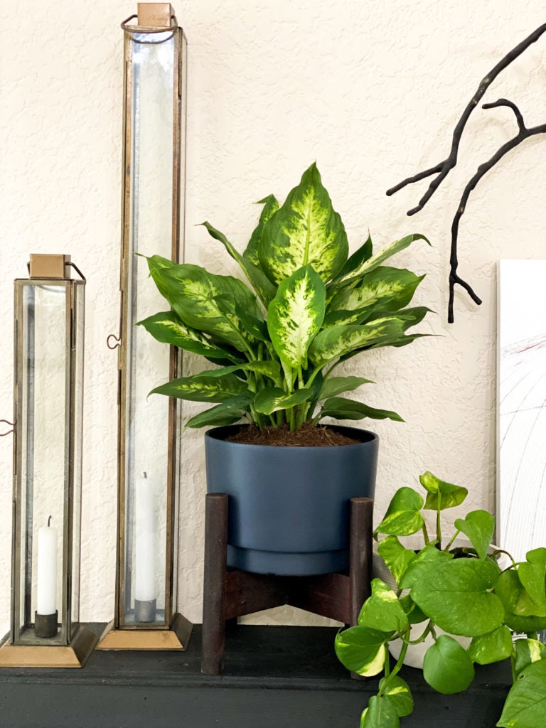 Dieffenbachia Plant (Dumb Cane) brings an extra level of texture with those two tones leaves. 