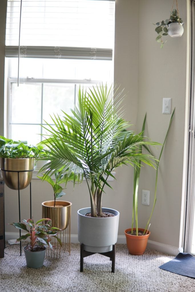 Look at the pop and texture this Majesty Palm Floor Plant brings. Look at the pop and texture this Majesty Palm Floor Plant brings.