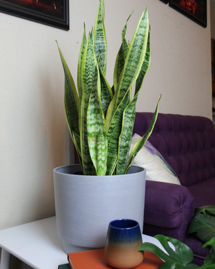 A Snake Plant (Sansevieria) on a table  in a dorm
