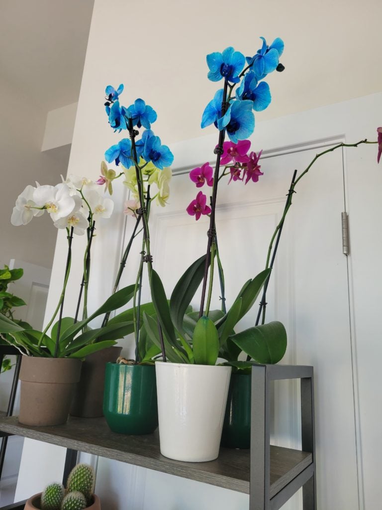Large Phalaenopsis Orchids on a shelf  in a dorm
