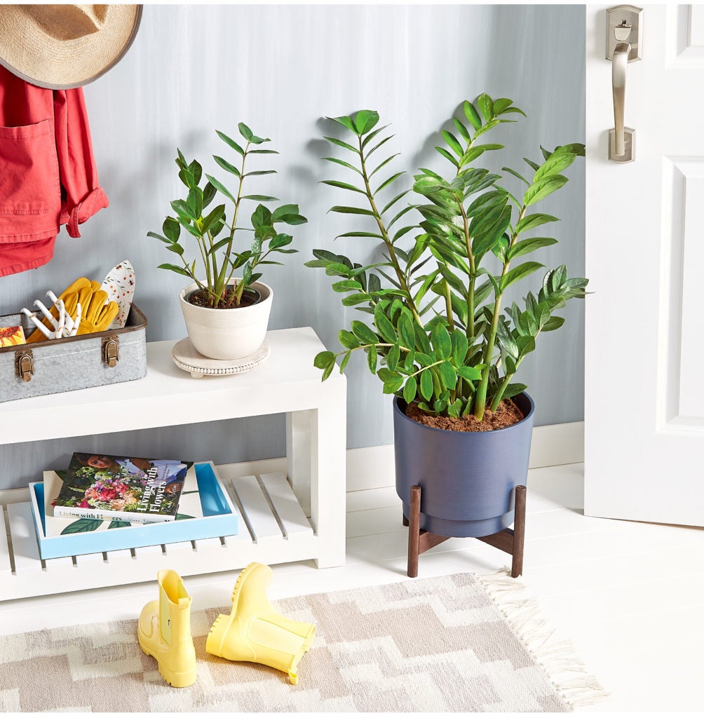 Two ZZ Plants (Zamioculcas Zamiifolia), both sizes available on plants.com to decorate your table top or as a floor plant.