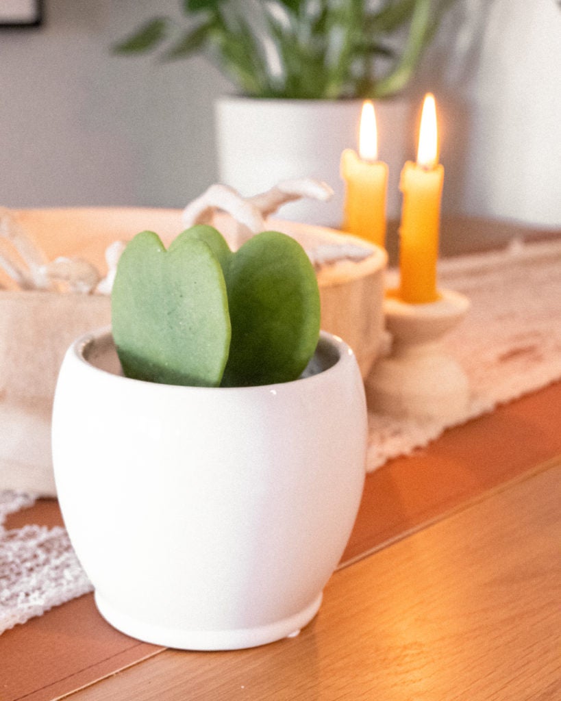 A Hoya Heart Succulent and candles on a table  in a dorm