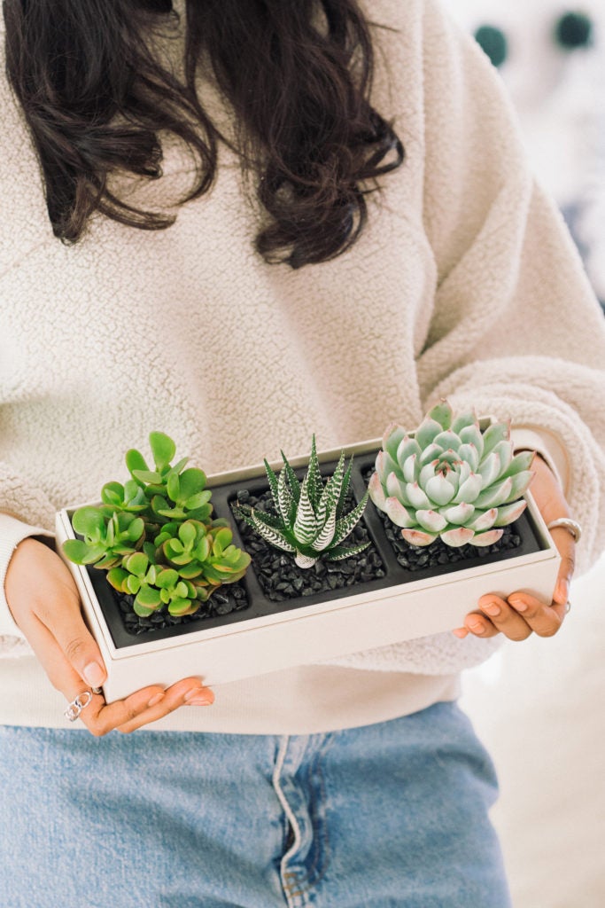 A person holding Lula's Garden® Succulents in a dorm