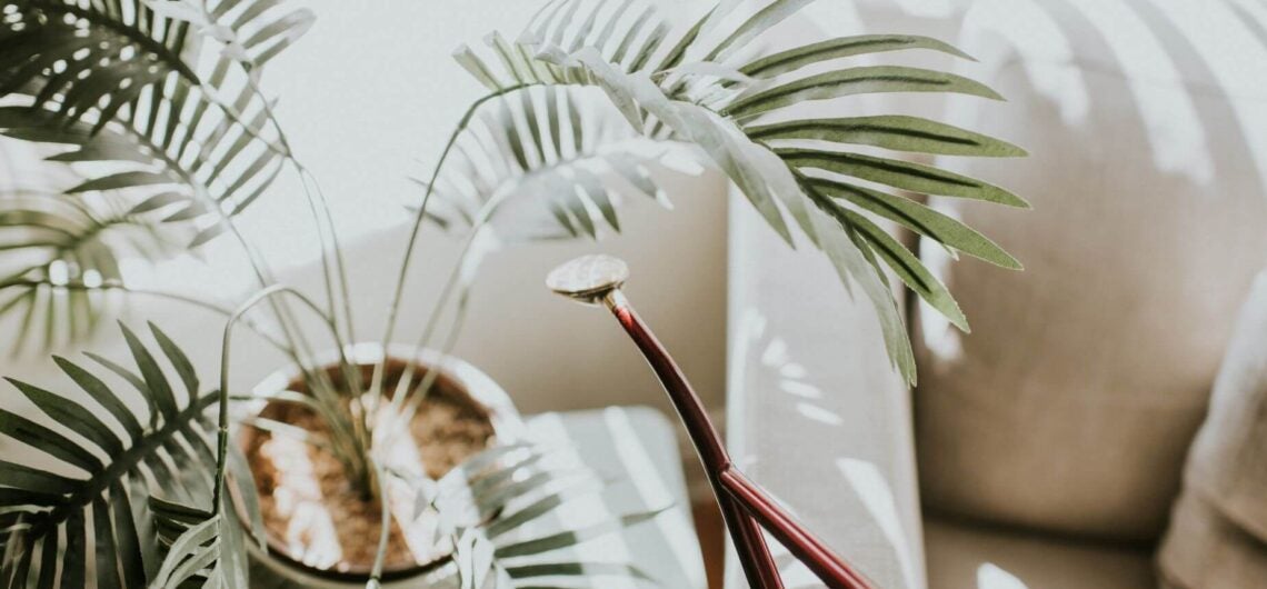 palm with watering can