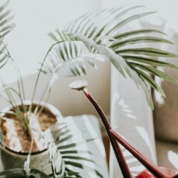 How to Keep Plants Alive…