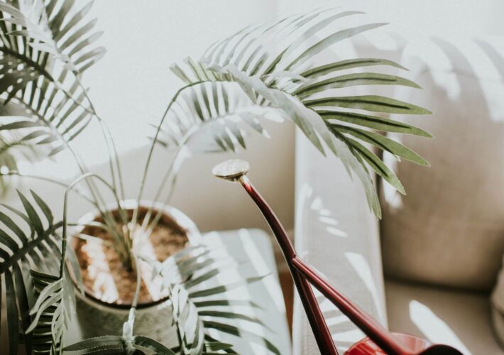 palm with watering can