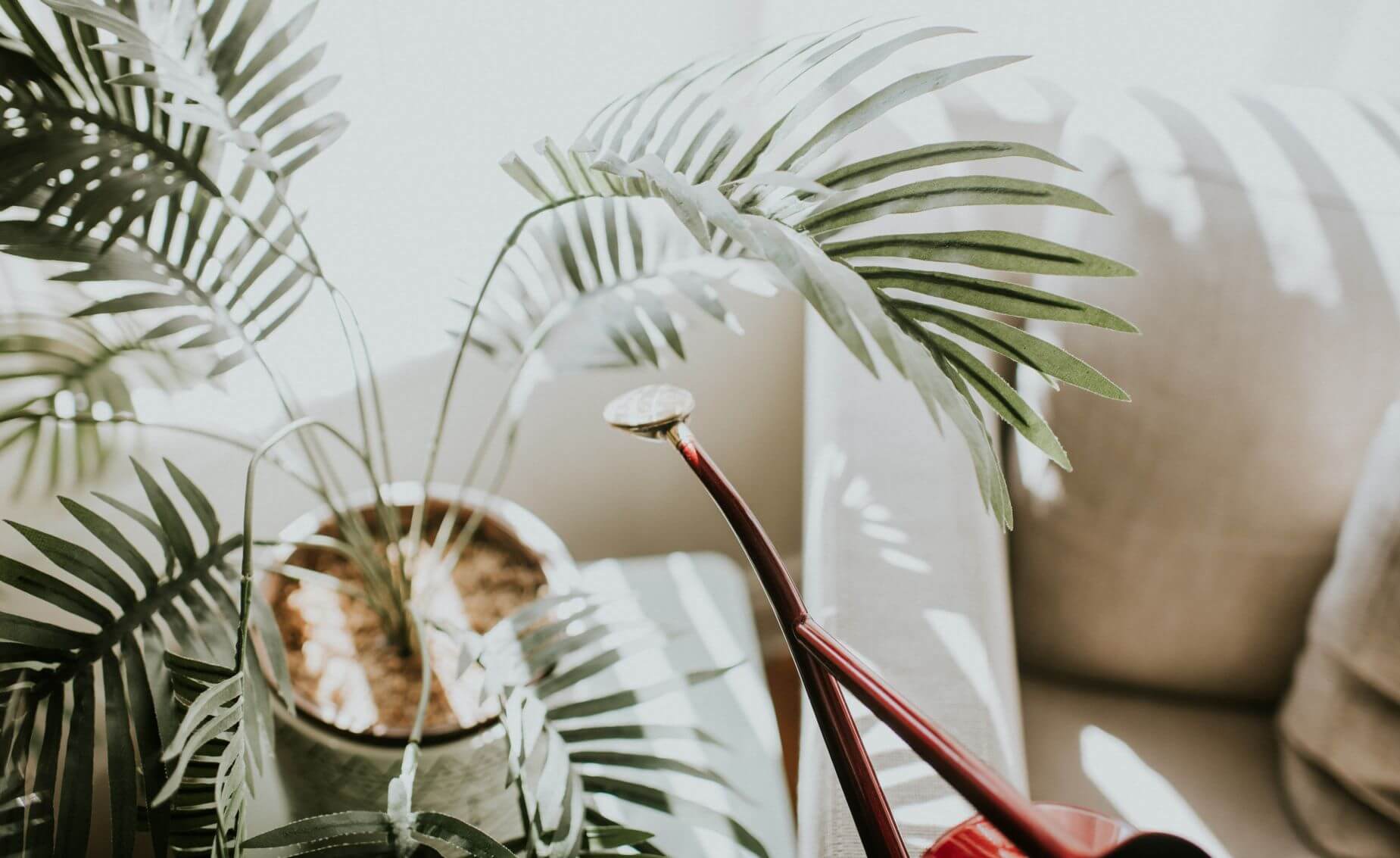 palm with watering can