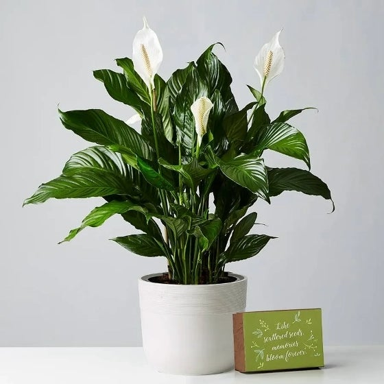 Peace Lily Plant in a sandstone container, next to a box of wildflower seeds