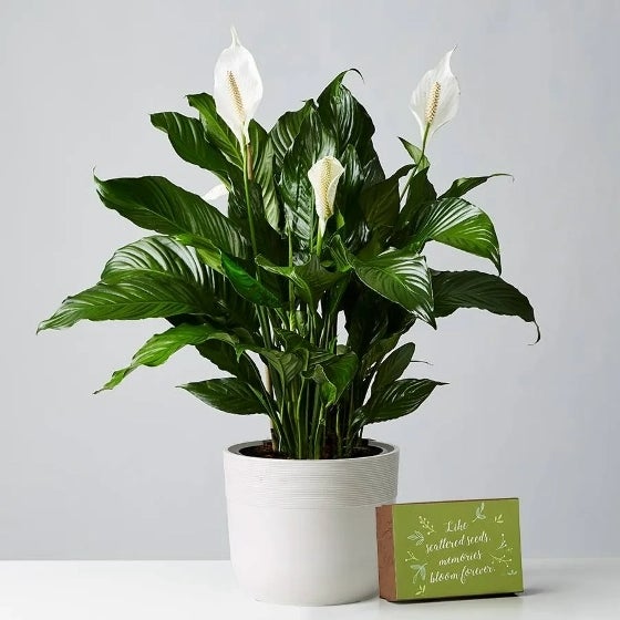Peace Lily Plant in a sandstone container, next to a box of wildflower seeds Peace Lily Plant in a sandstone container, next to a box of wildflower seeds